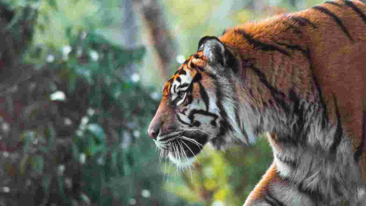 PDF A Streak Of Tigers – General Terms And Conditions Worth Knowing