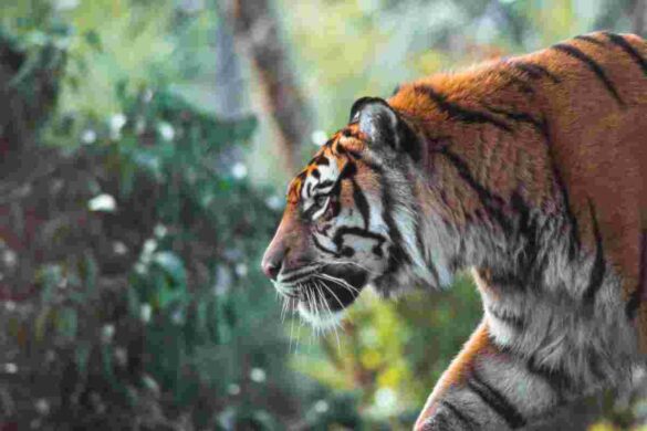 PDF A Streak Of Tigers