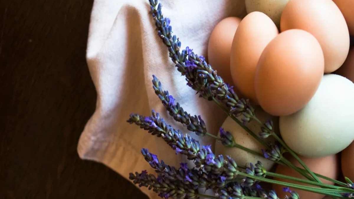 Egg Cleanse Interpretation: What Your Egg Cleanse Is Telling You