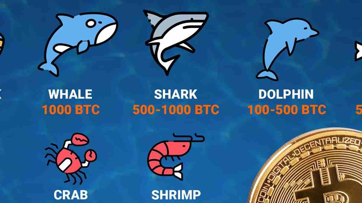Ranks Of Bitcoin (BTC) Holder